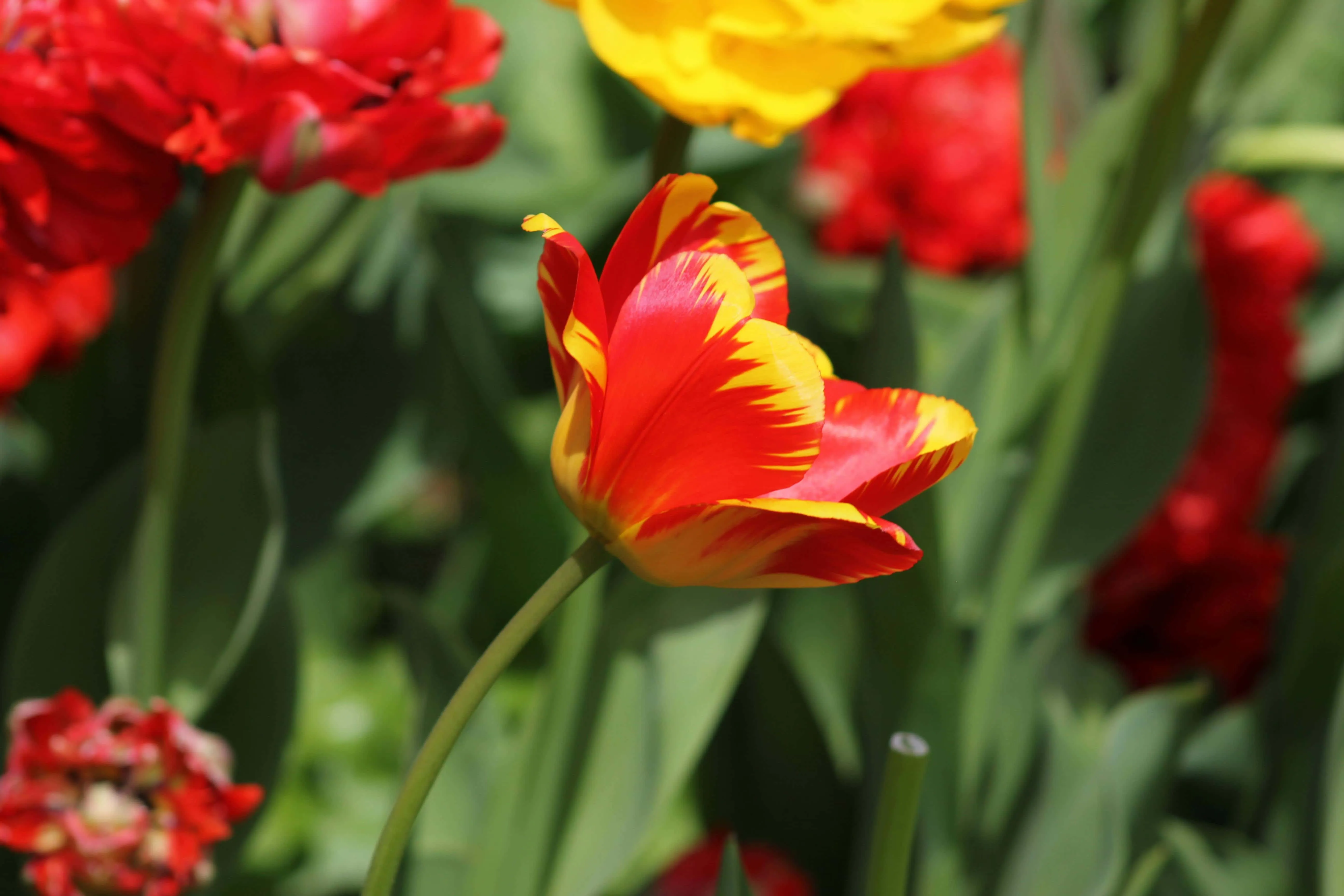 Red and yellow tulip blooming brightly in a spring garden, surrounded by soft green foliage and colorful spring flowers in the background.