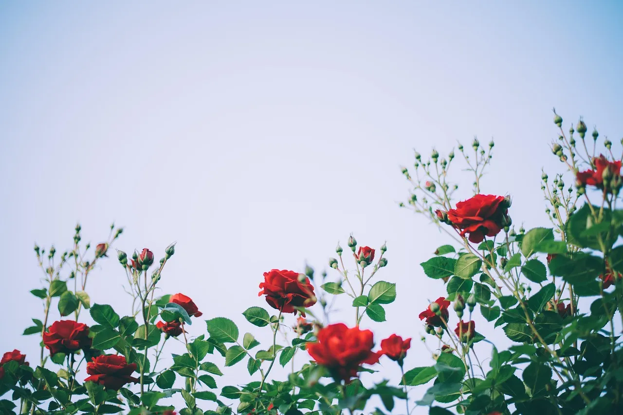 A small potted rose on a sunny windowsill
