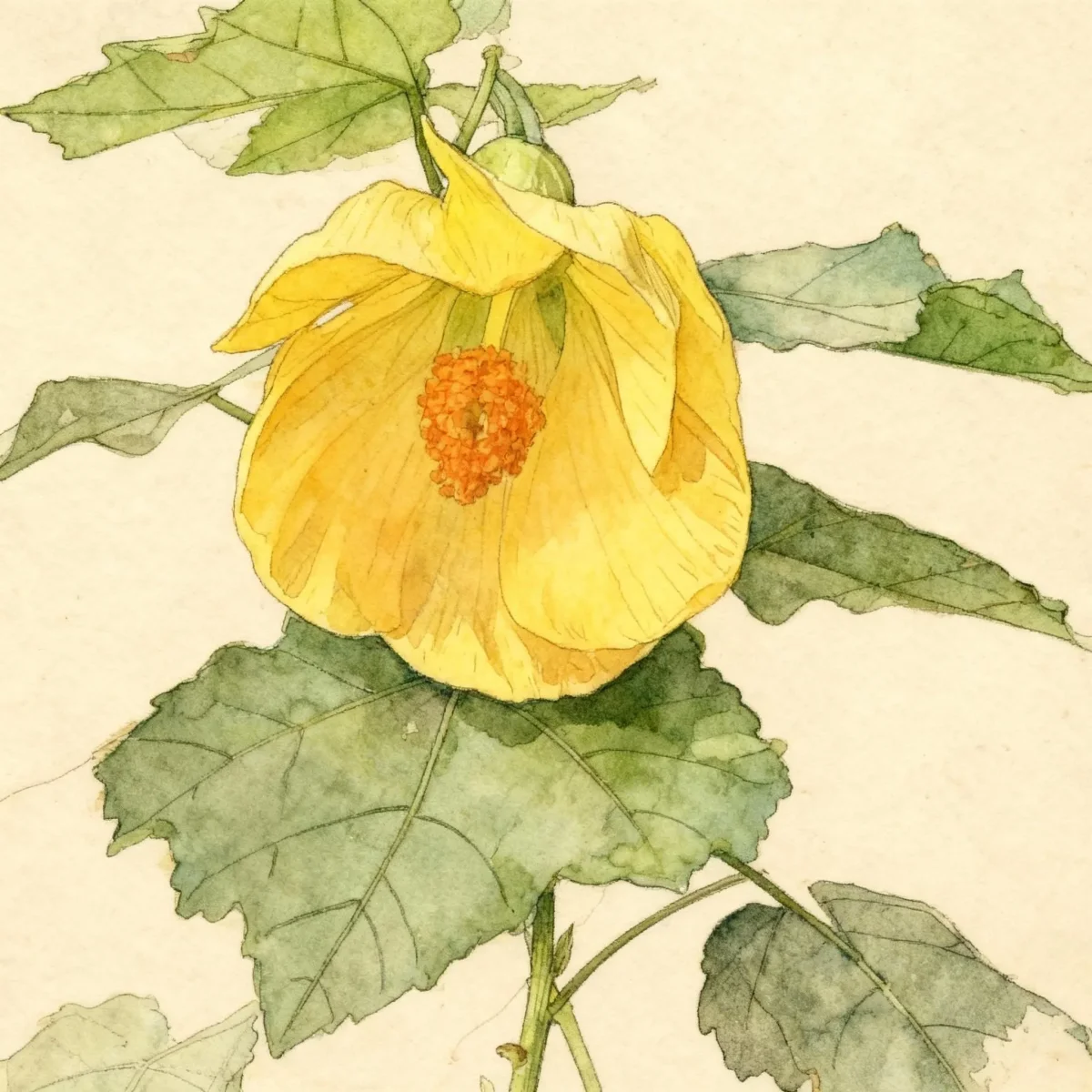 Flowering-maple (Abutilon 'Moonchimes')