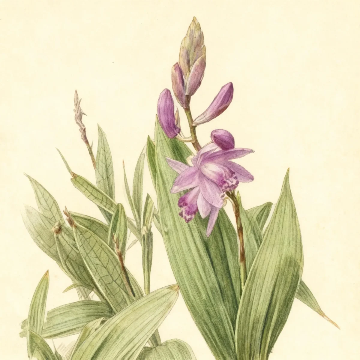 Chinese ground orchid (Bletilla striata 'Albostriata')