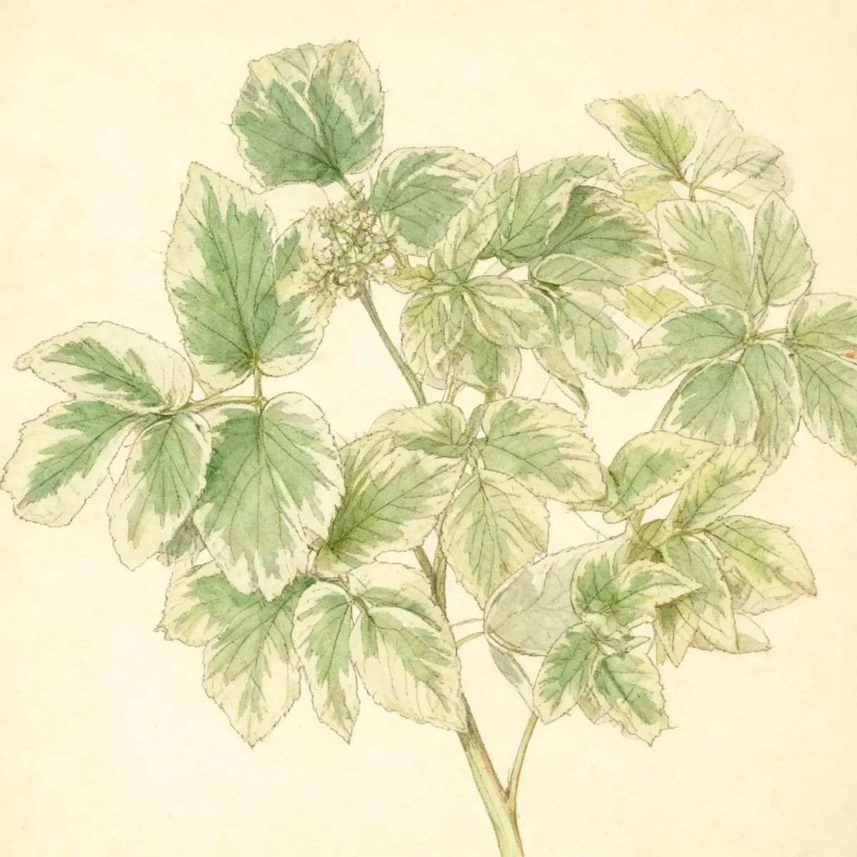 Bishop's weed (Aegopodium podagraria 'Variegatum')