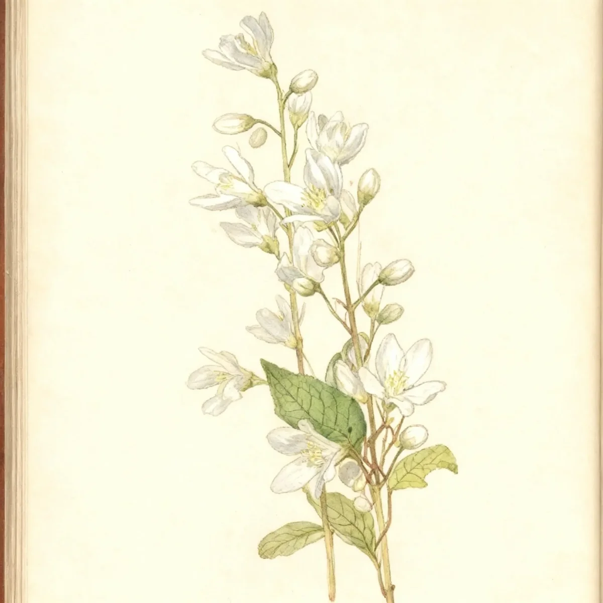 Slender deutzia (Deutzia gracilis 'Nikko')