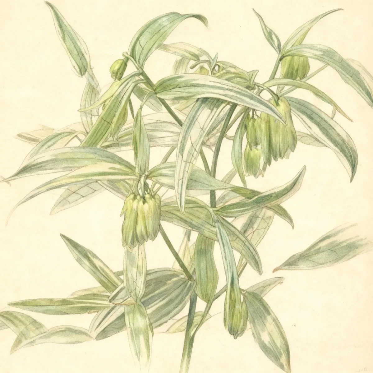 Fairy bells (Disporum sessile 'Variegatum')