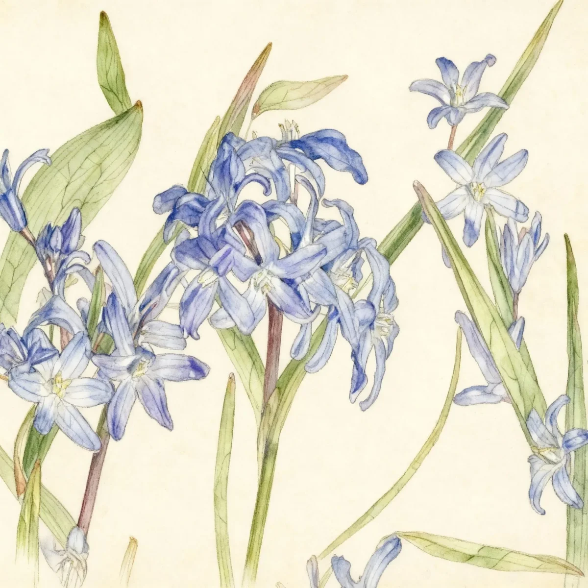 Glory of the snow (Chionodoxa forbesii)