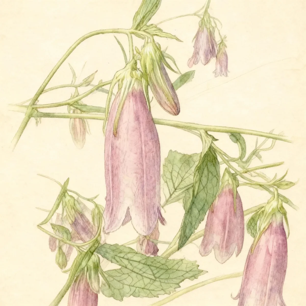Bellflower (Campanula takesimana 'Elizabeth')