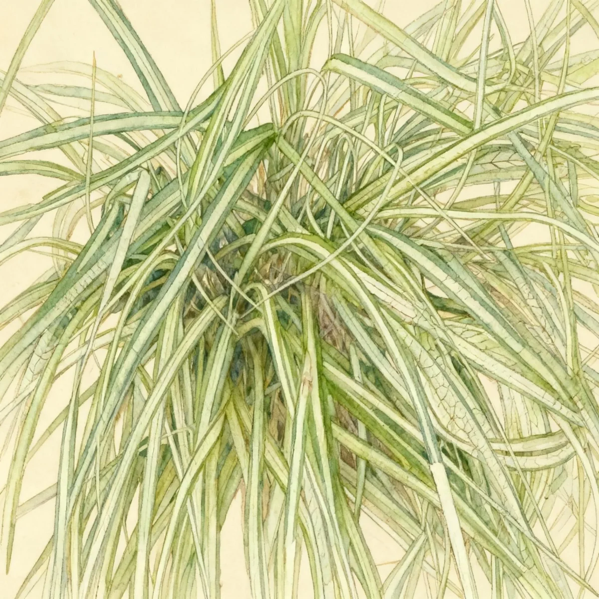 Sedge (Carex oshimensis 'Evergold')