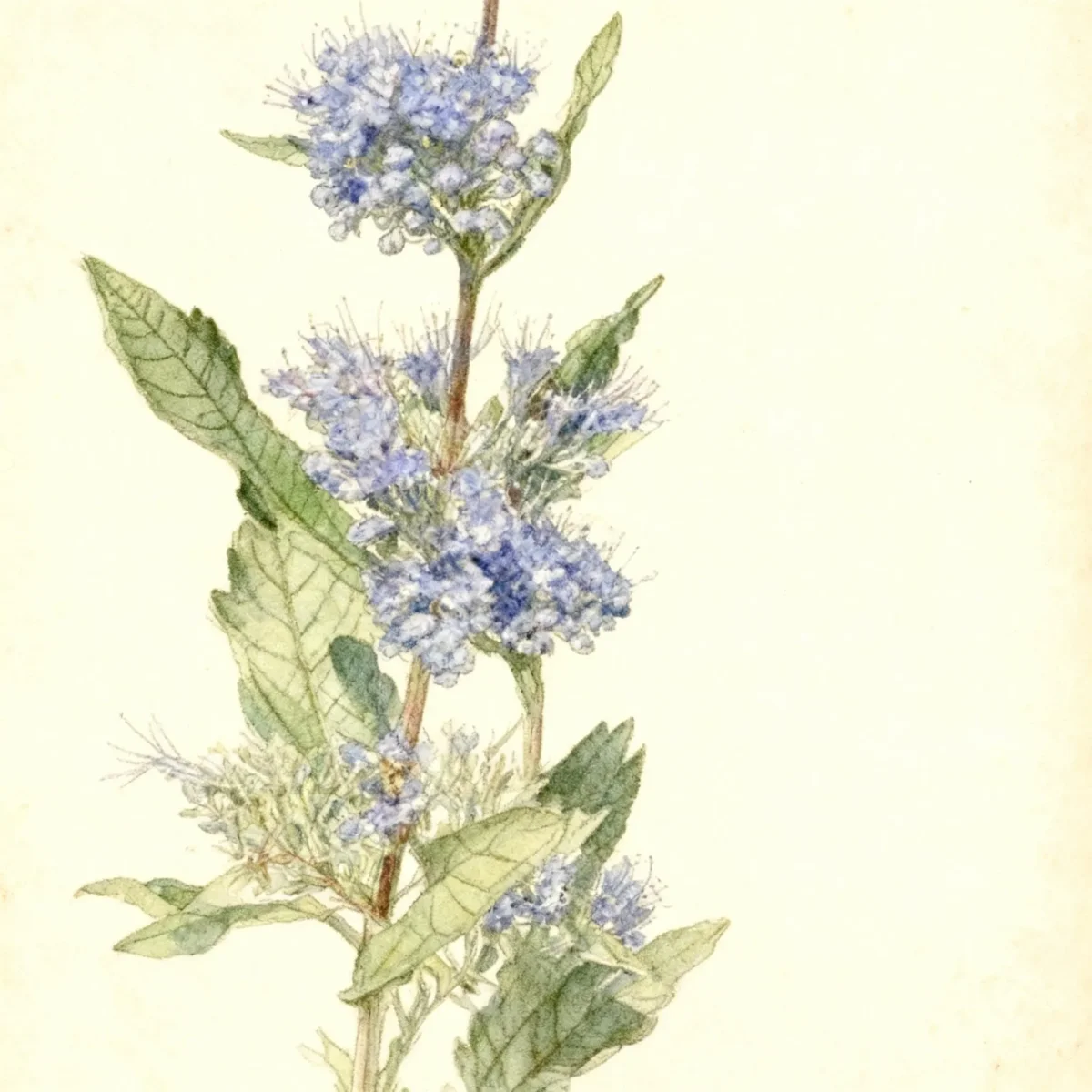 Bluebeard (Caryopteris × clandonensis 'Dark Knight')