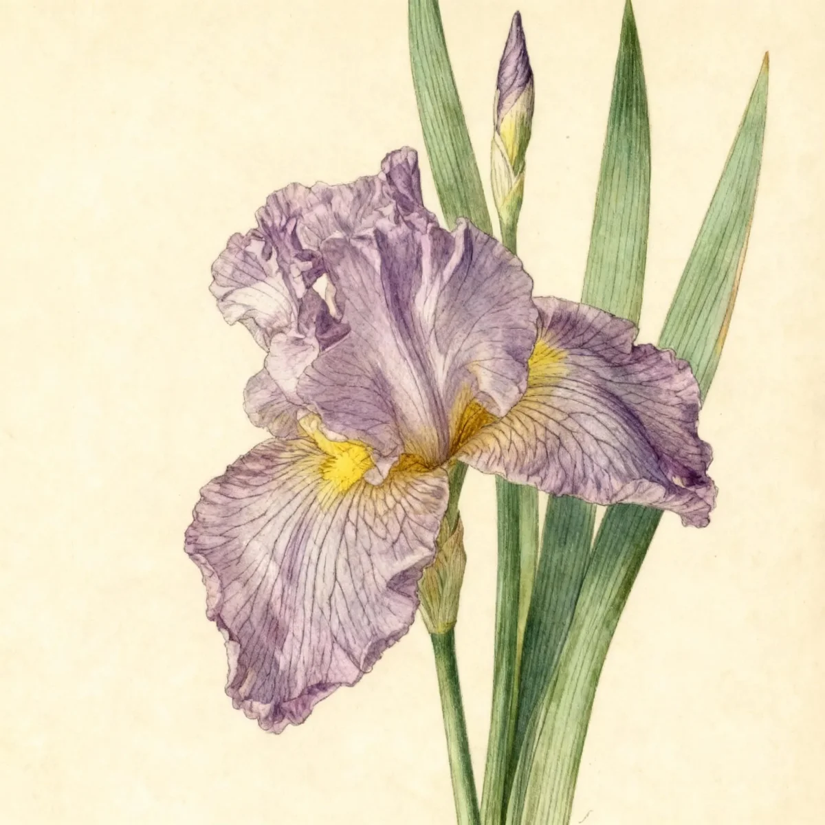 Tall bearded reblooming iris