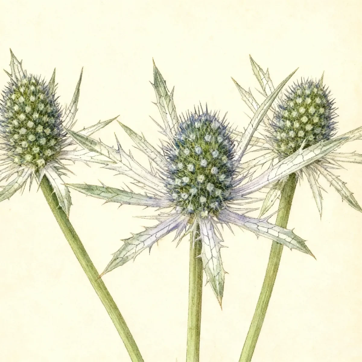 Sea holly (Eryngium 'Sapphire Blue')