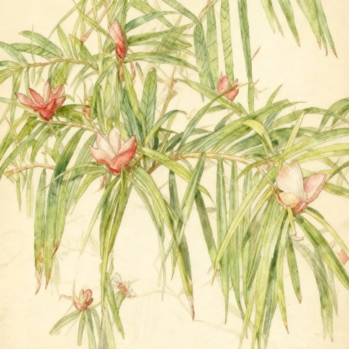 Freycinetia (Freycinetia multiflora)