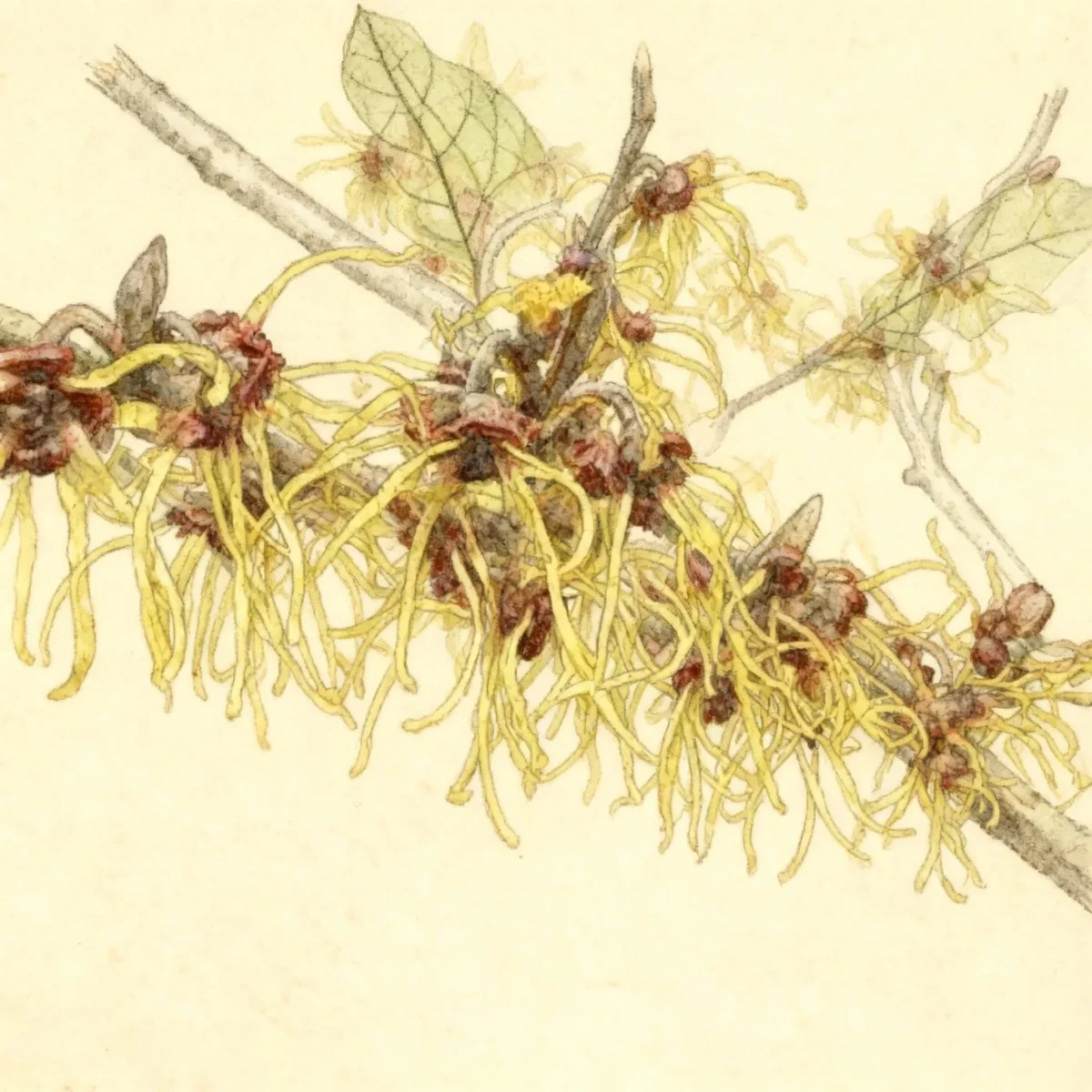 Japanese witch hazel (Hamamelis japonica 'Arborea')
