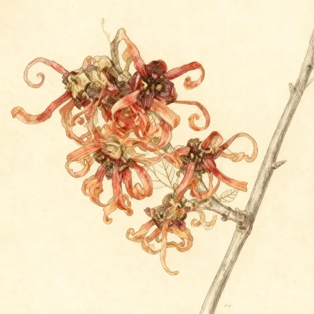 Witch hazel (Hamamelis × intermedia 'Fire Cracker')