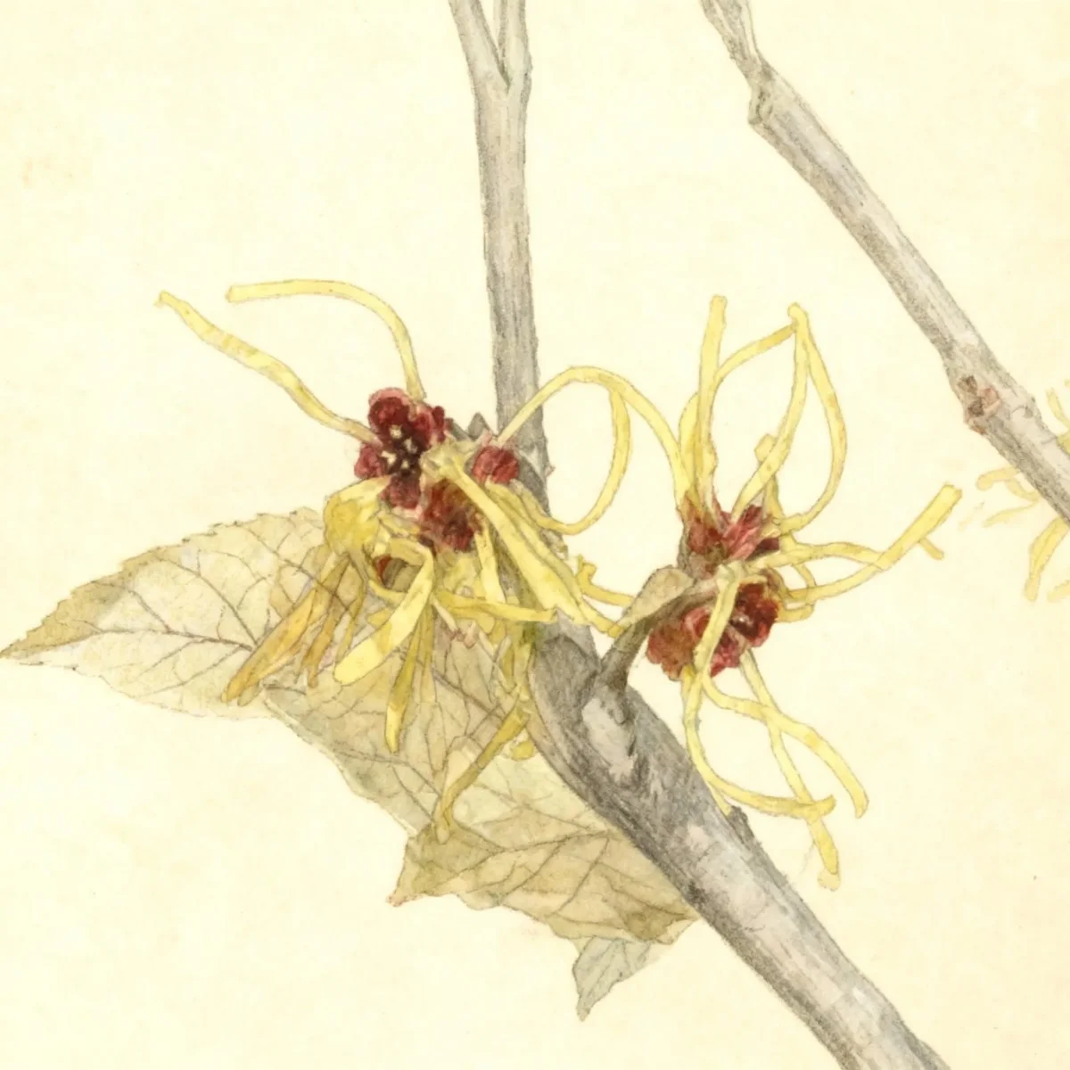 Witch hazel (Hamamelis × intermedia 'Pallida')