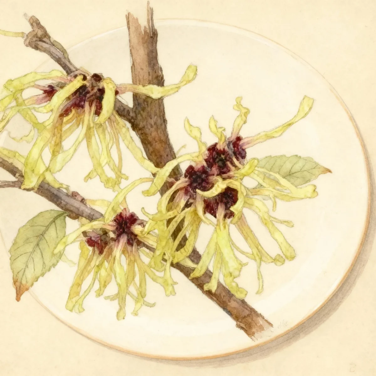 Witch hazel (Hamamelis × intermedia 'Primavera')