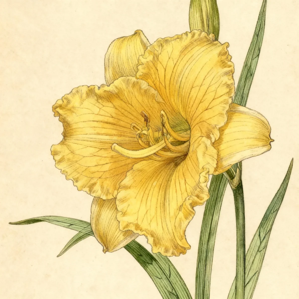 Daylily