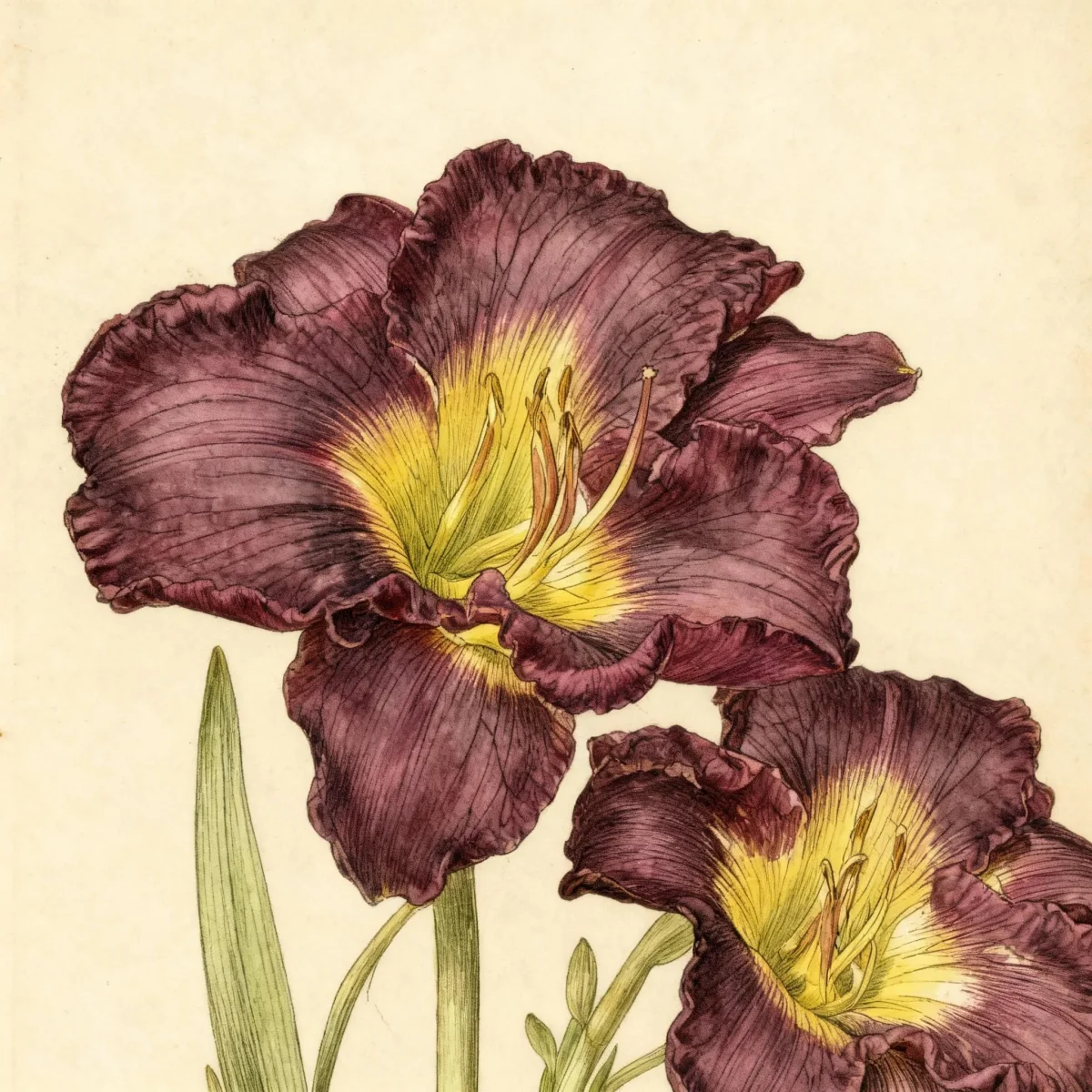Tetraploid daylily