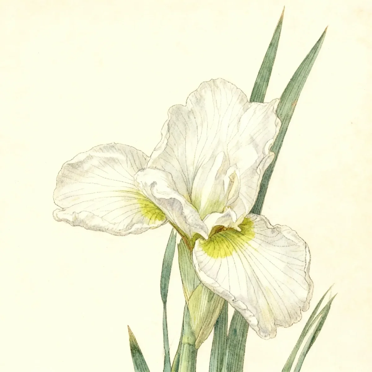 Siberian iris (Iris 'Gull's Wing')