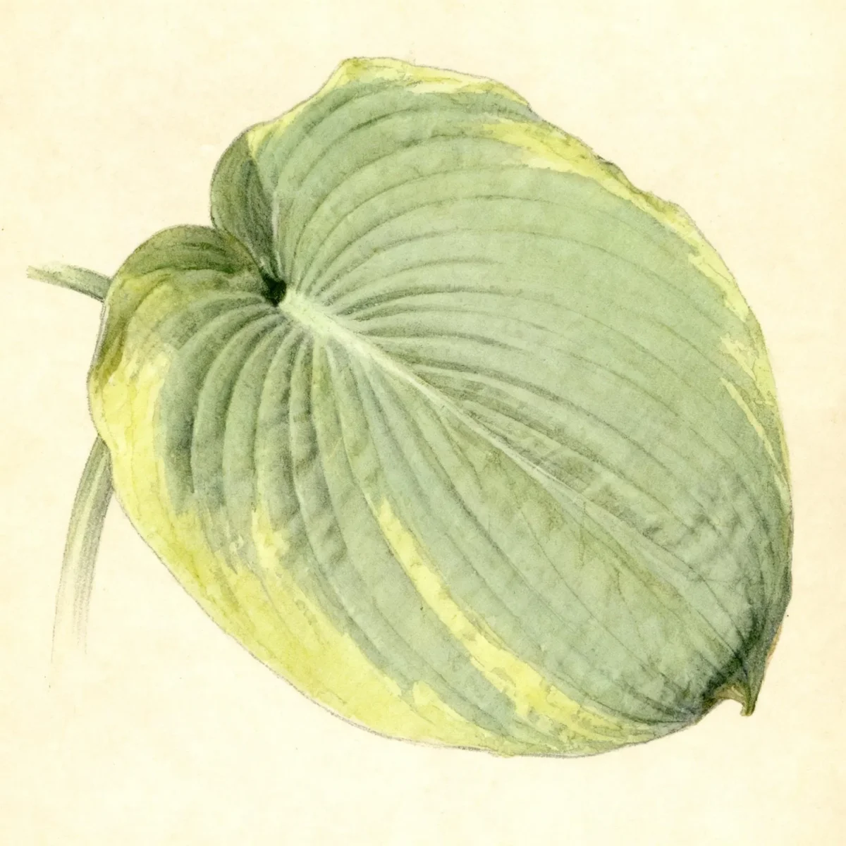 Hosta