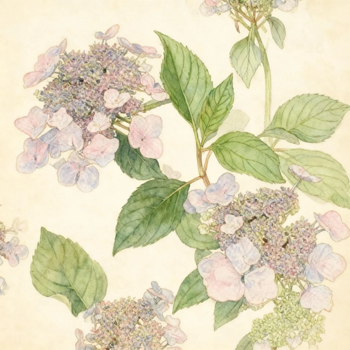 Bigleaf hydrangea (Hydrangea macrophylla 'Mariesii Perfecta' BLUE WAVE)