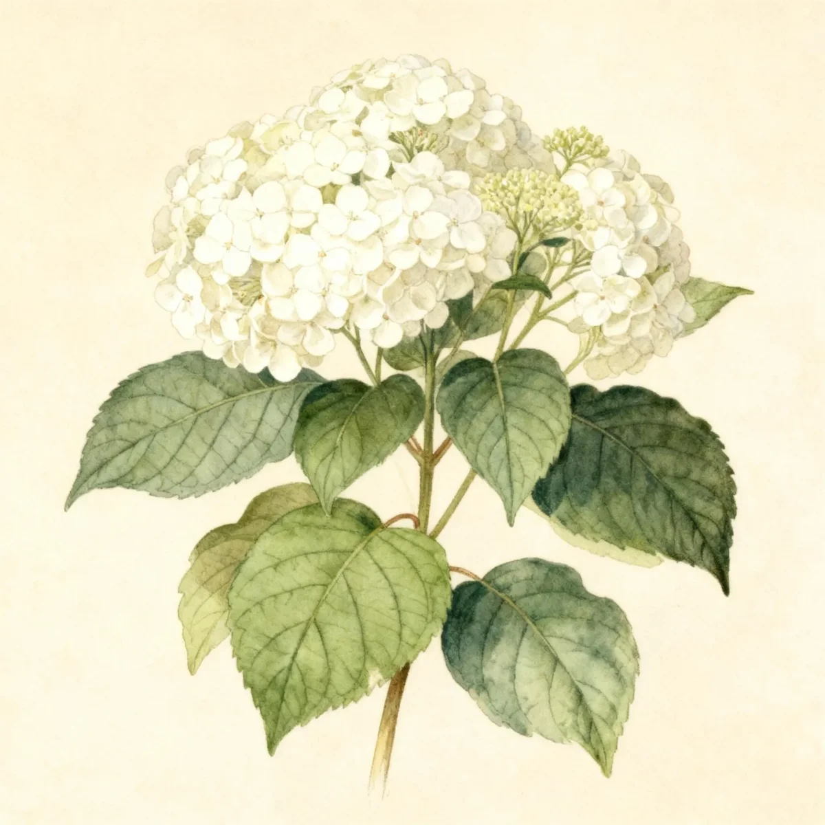 Smooth hydrangea (Hydrangea arborescens 'Annabelle')