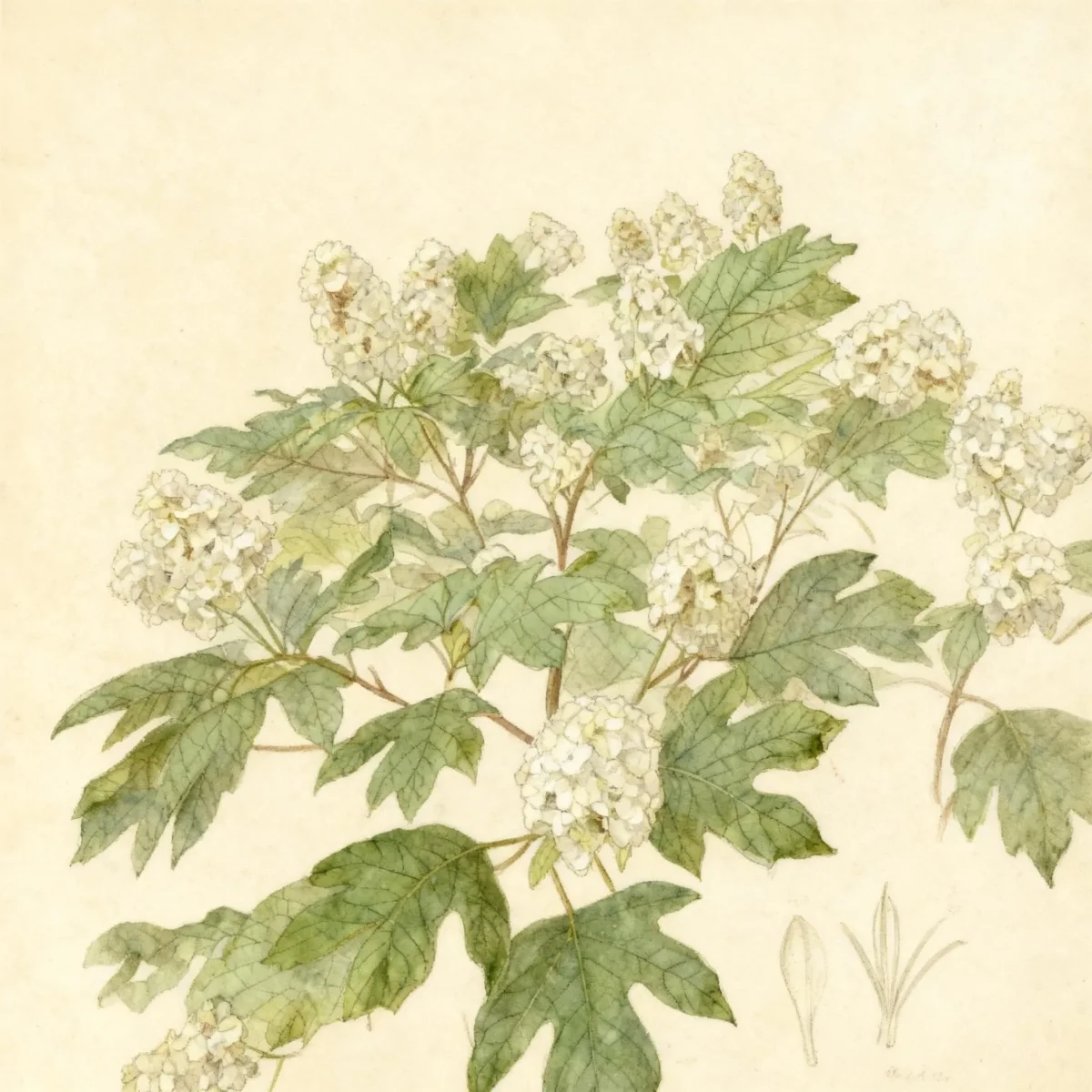 Oakleaf hydrangea (Hydrangea quercifolia 'Flemygea' SNOW QUEEN)