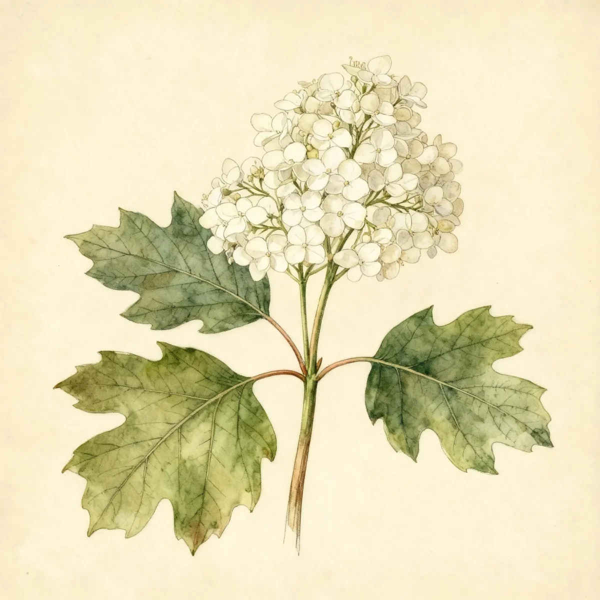 Oakleaf hydrangea (Hydrangea quercifolia 'Brido' SNOW FLAKE)