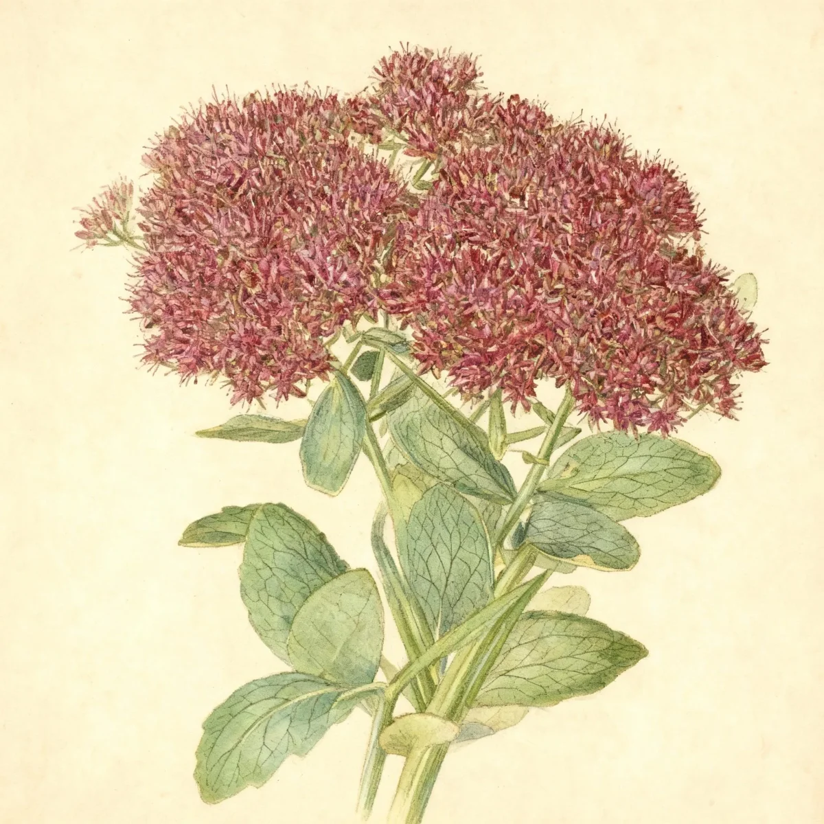 Hylotelephium (Hylotelephium spectabile 'Ruby Jewel')