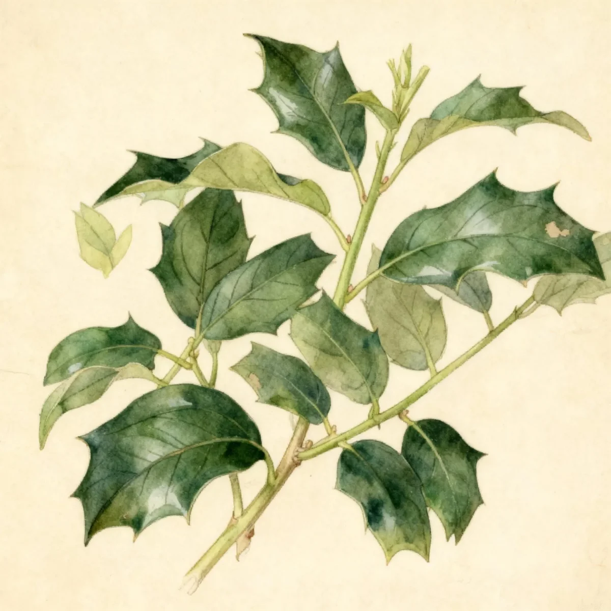 Holly (Ilex 'Mesdob' CHINA BOY)
