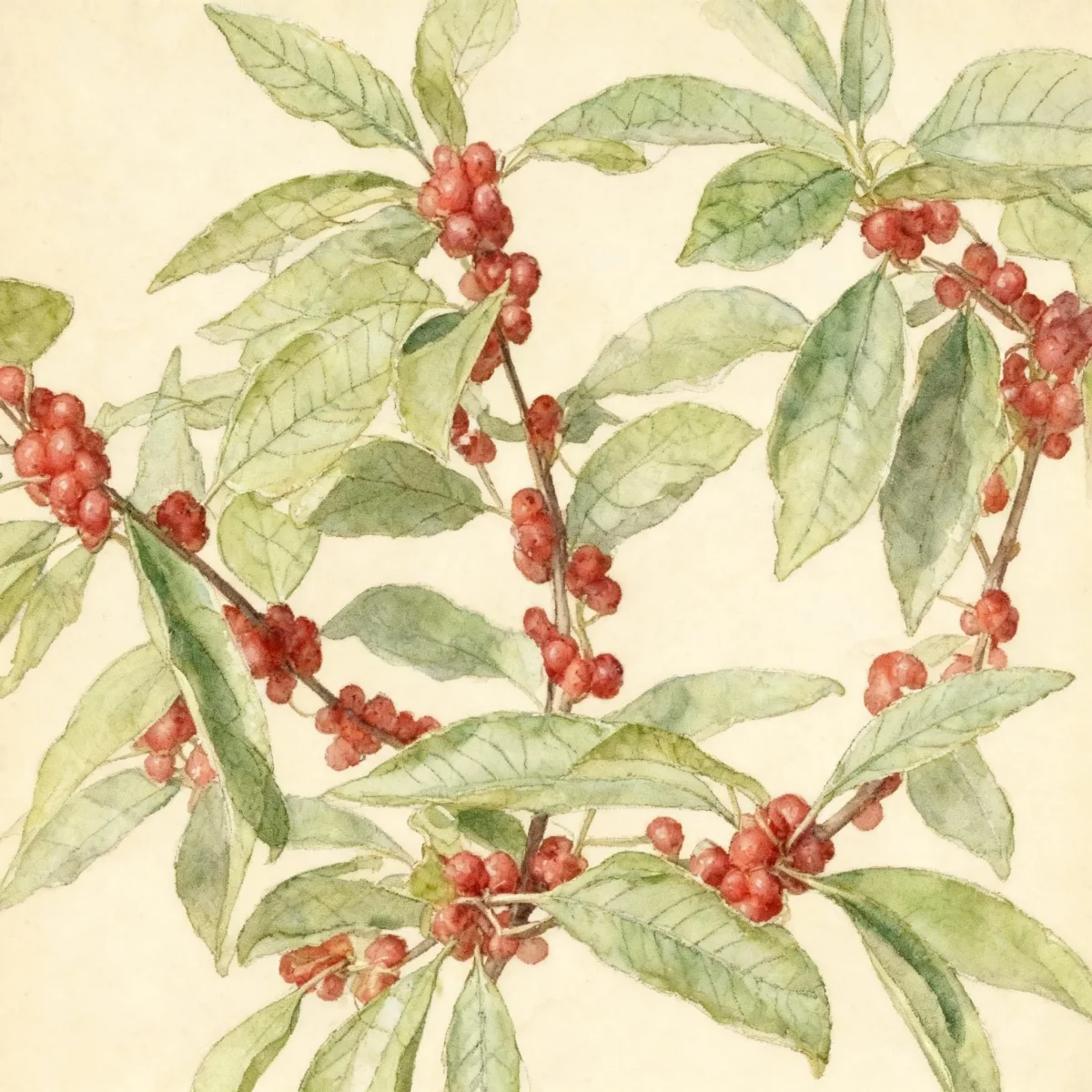Winterberry