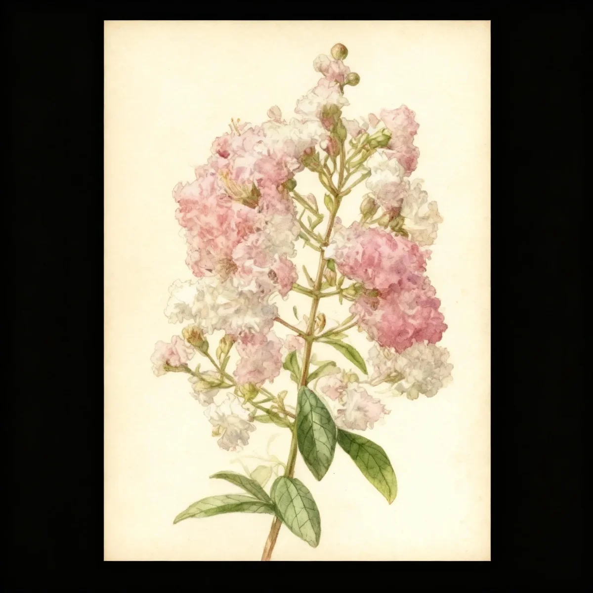 Crape myrtle (Lagerstroemia 'Bicolor')