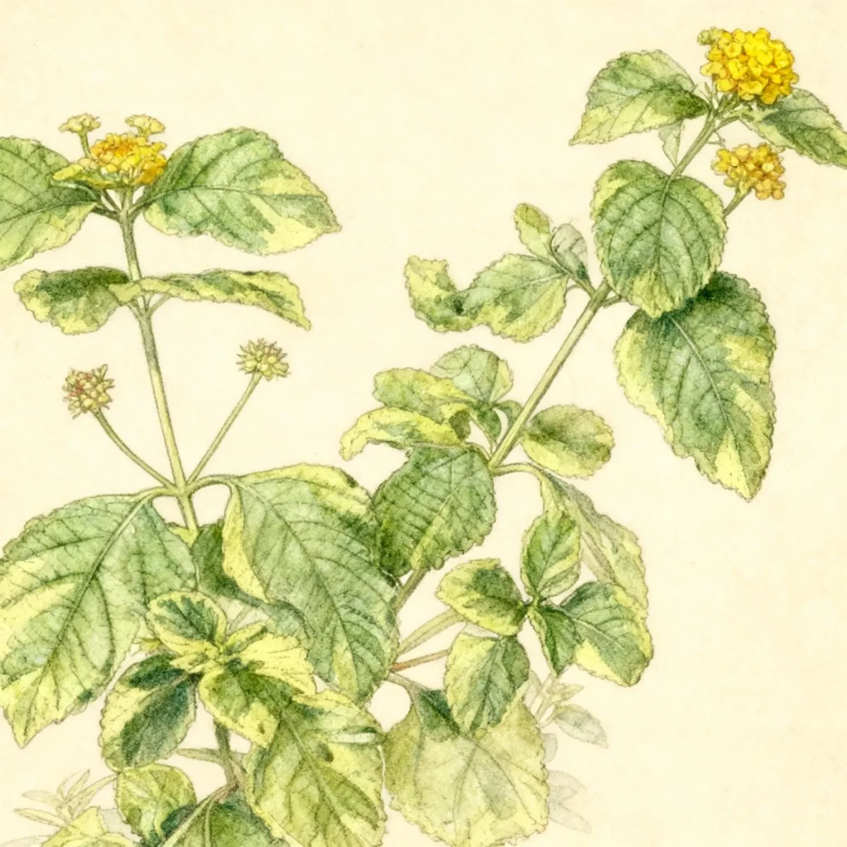 Lantana (Lantana camara 'Samantha')