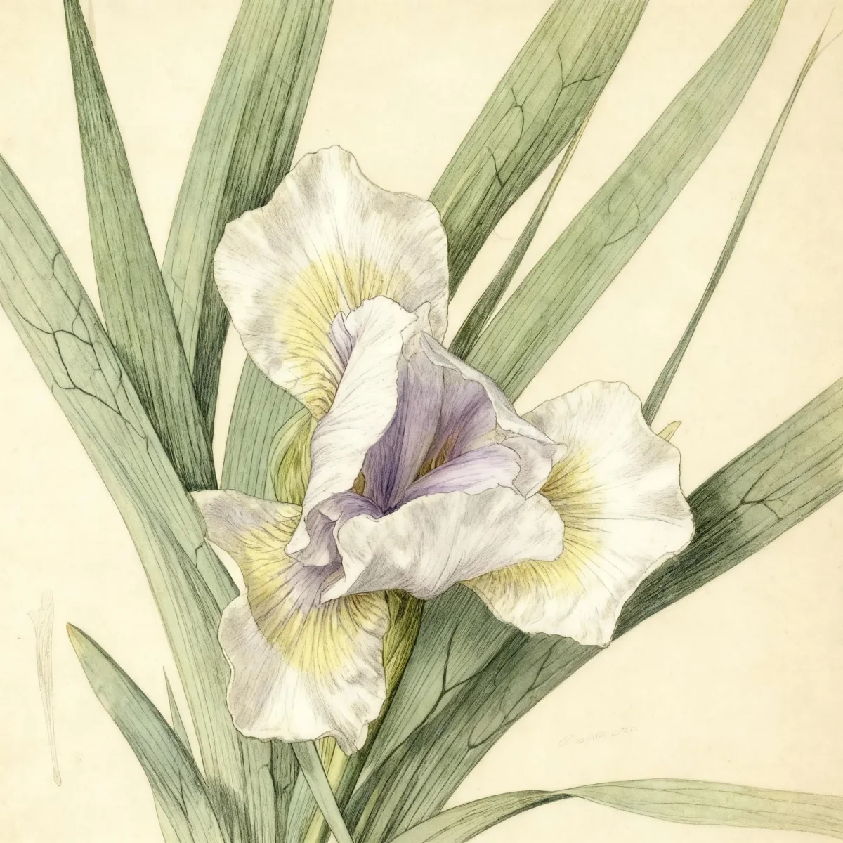 Standard dwarf bearded iris (Iris 'Wavelength')