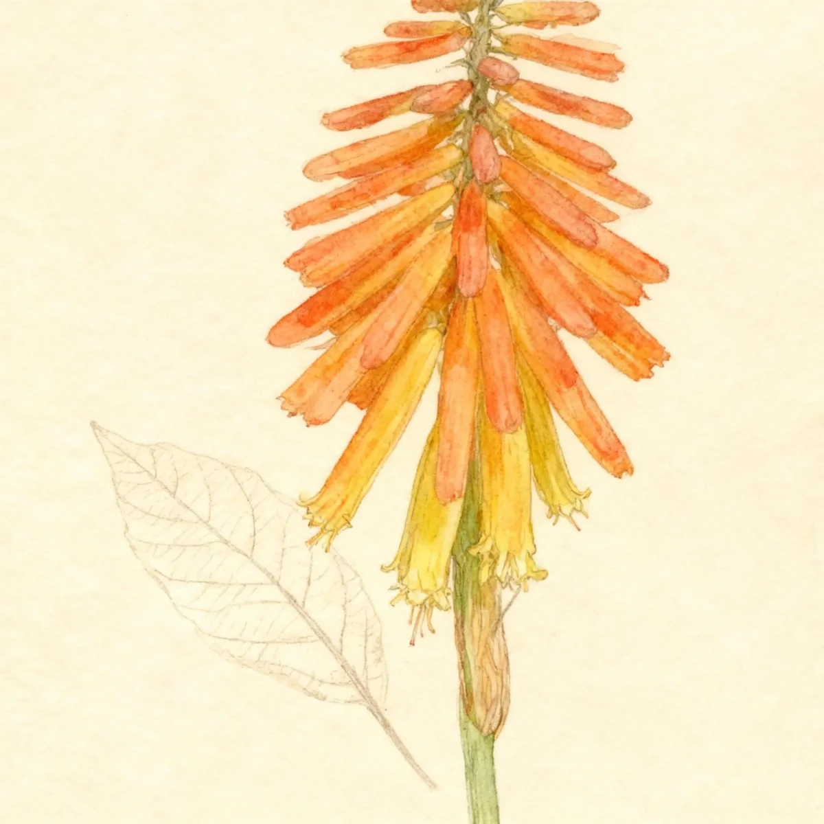 Red-hot poker (Kniphofia 'Bressingham Comet')
