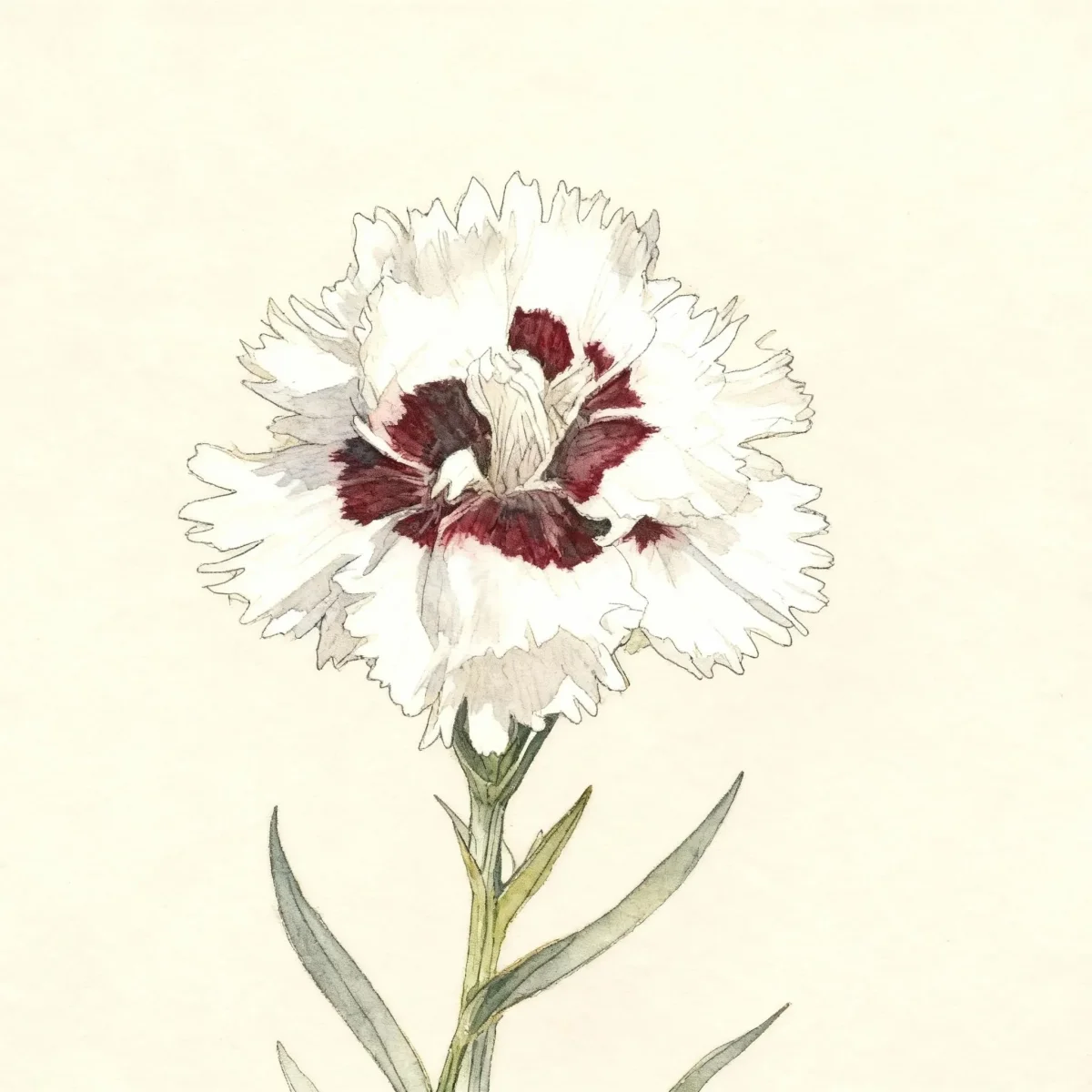 Carnation (Dianthus 'Brilliant Star')