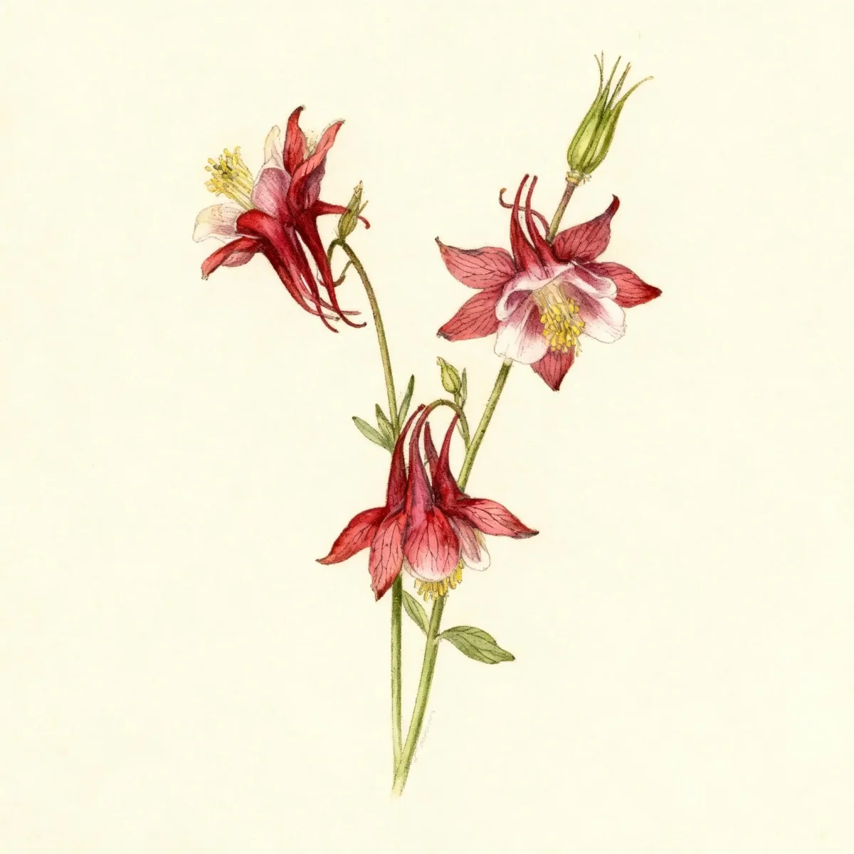 Columbine (Aquilegia 'Red Hobbit')