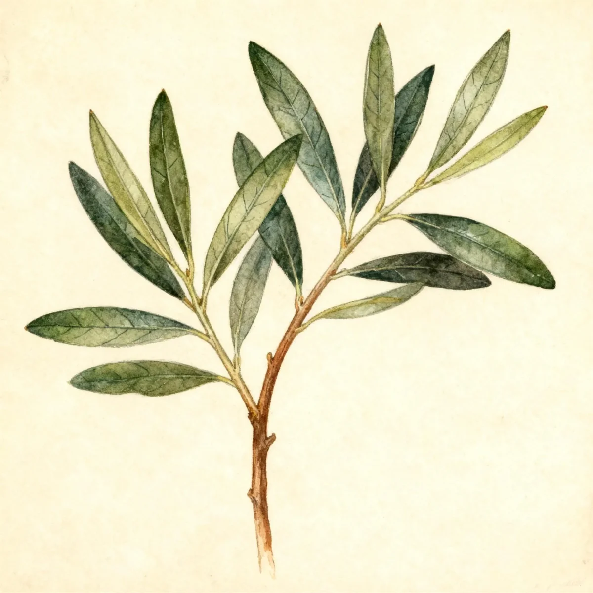 Olive (Olea europaea 'Sevillano')