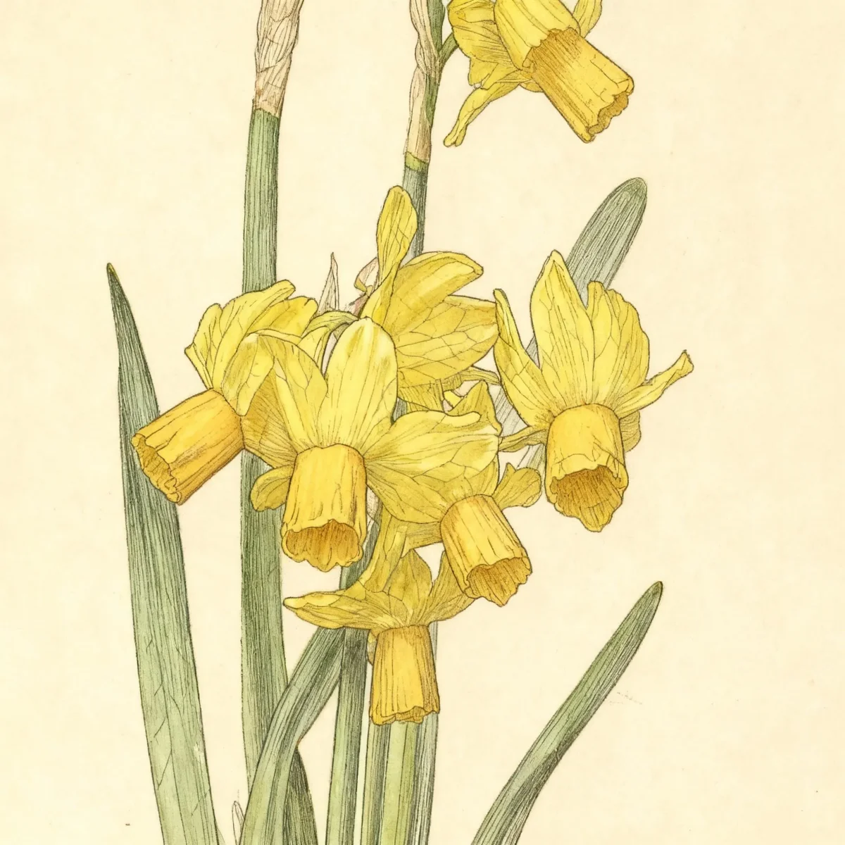 Miscellaneous daffodil (Narcissus 'Golden Quince')