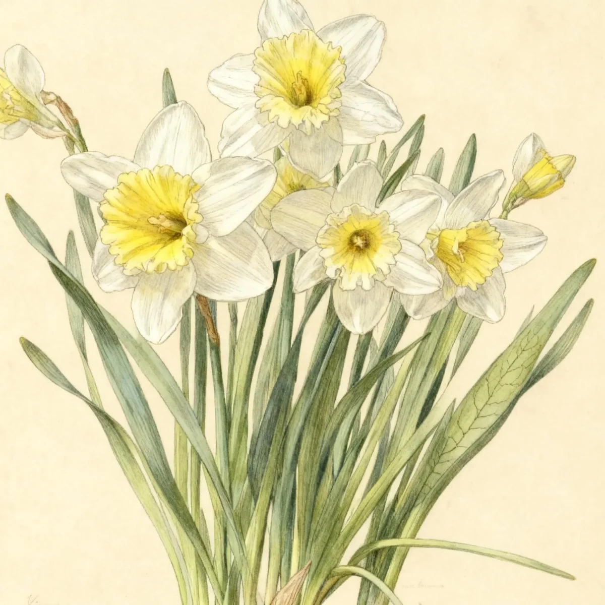 Large-cupped daffodil