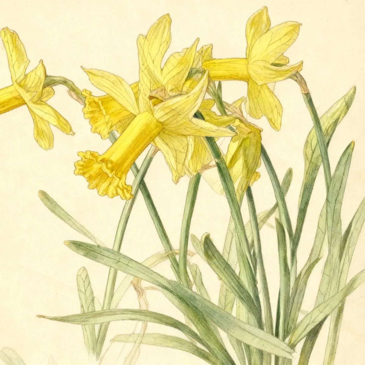 Cyclamineus daffodil (Narcissus 'Peeping Tom')