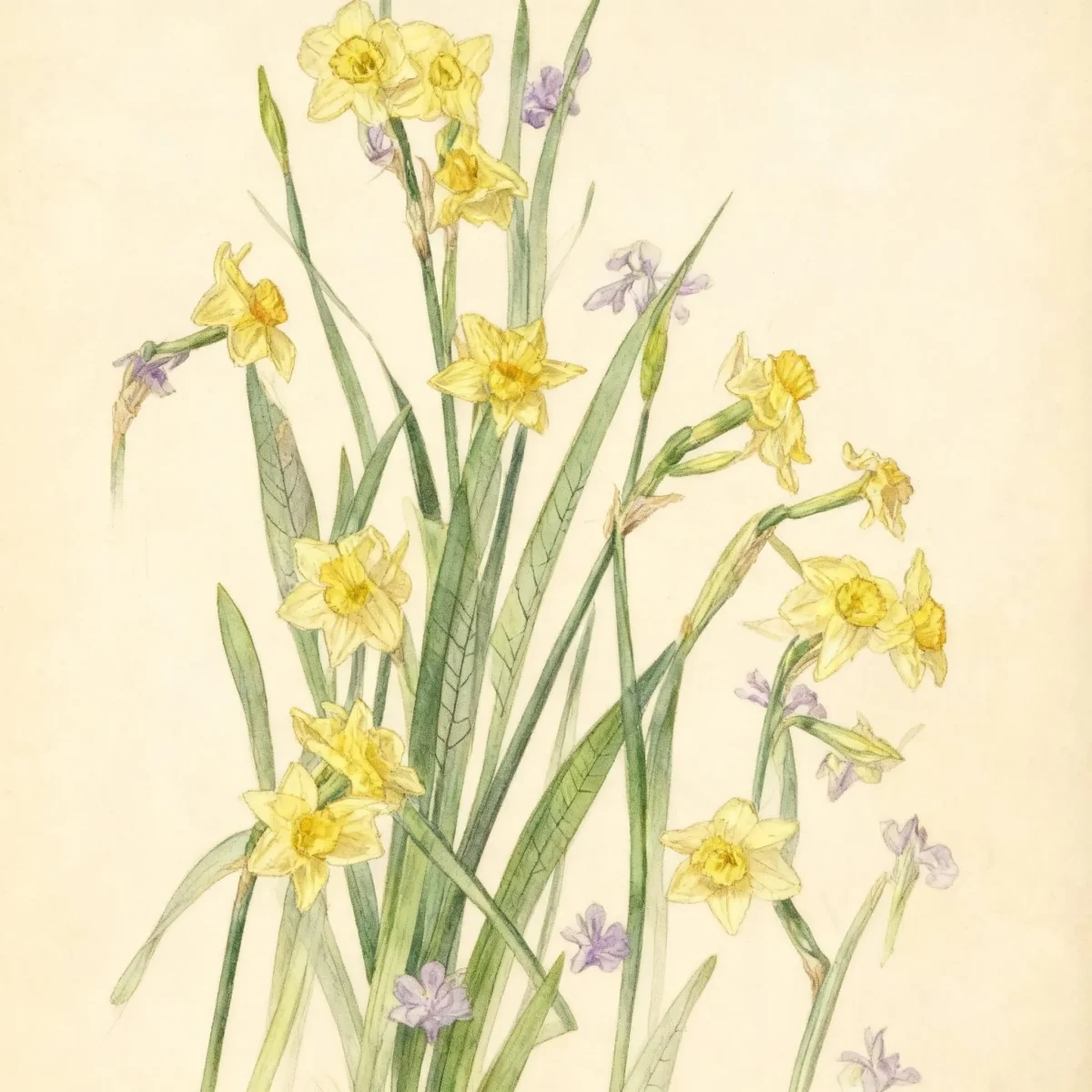 Jonquilla daffodil (Narcissus 'Sundial')