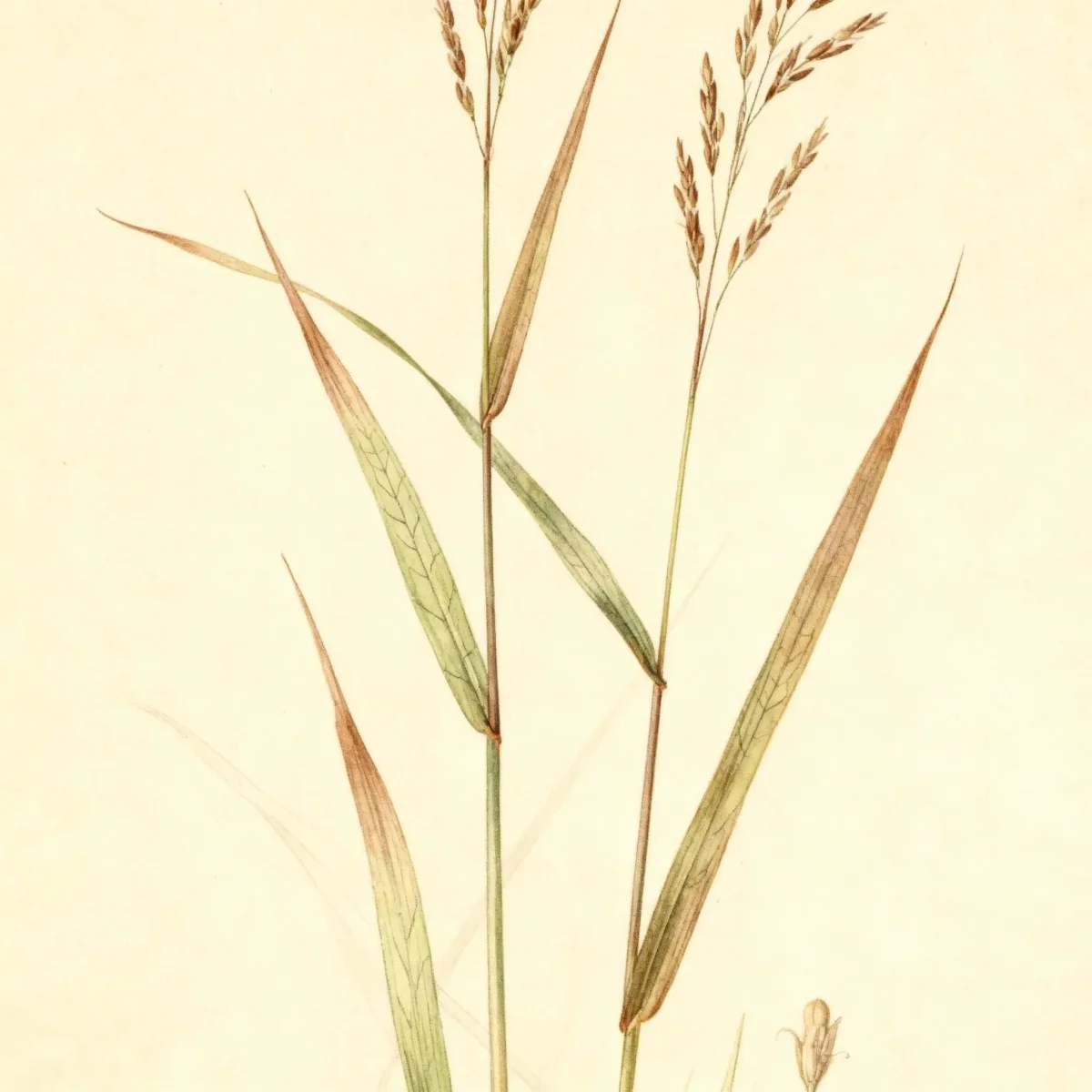 Switch grass (Panicum virgatum 'Rehbraun')