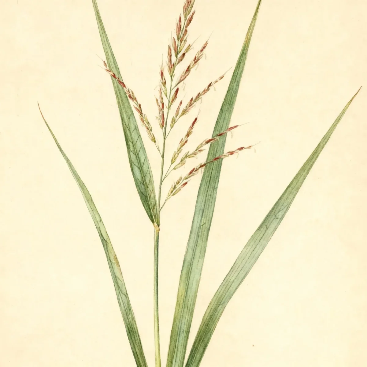Switch grass (Panicum virgatum 'Rotstrahlbusch')