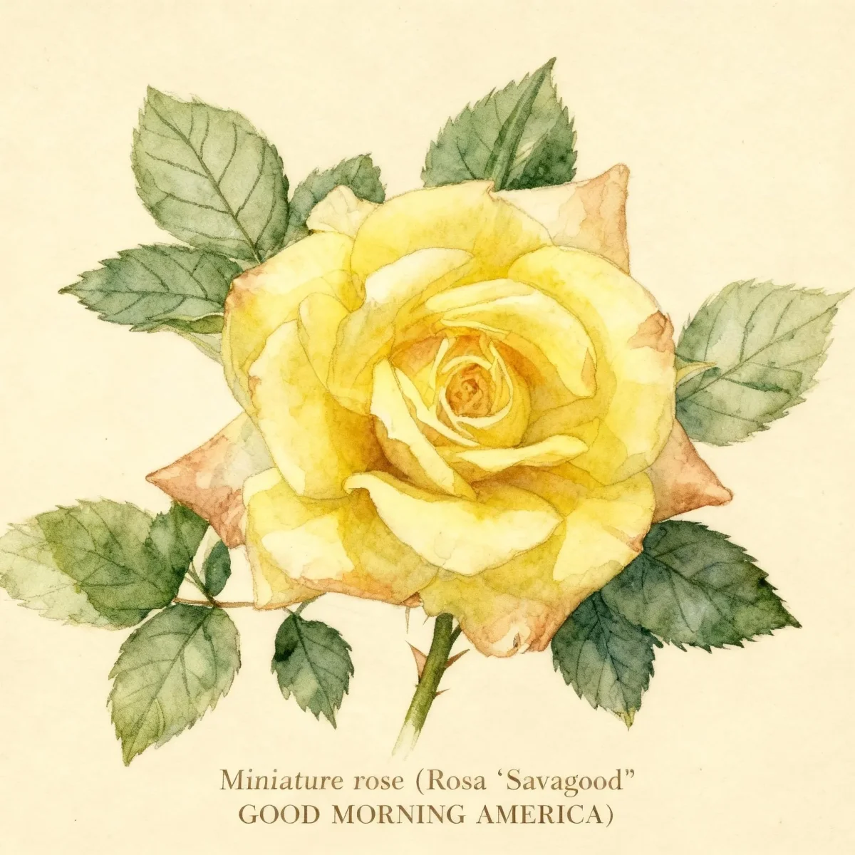 Miniature rose (Rosa 'Savagood' GOOD MORNING AMERICA)