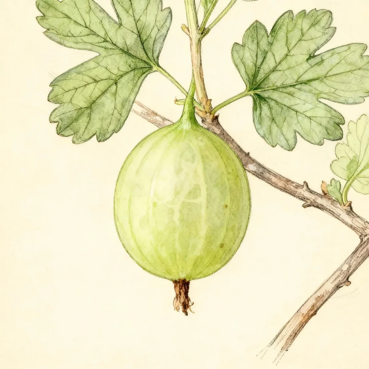 Gooseberry (Ribes 'Welcome')