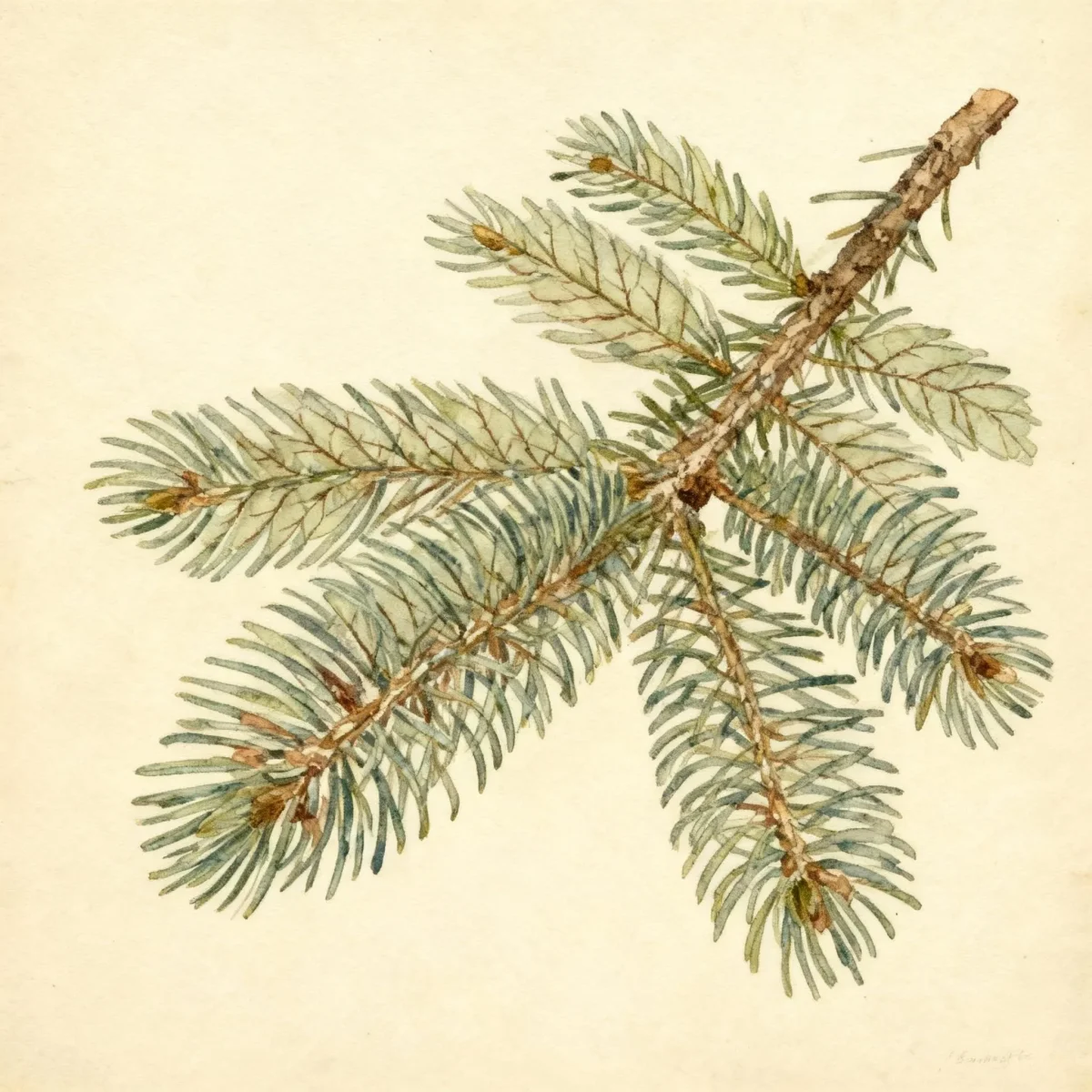 White spruce