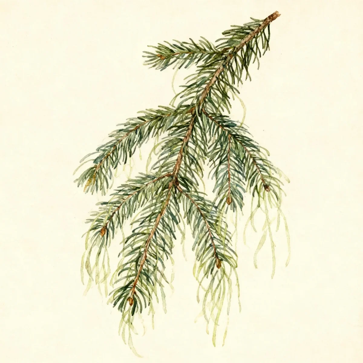 Oriental spruce (Picea orientalis 'Pendula')