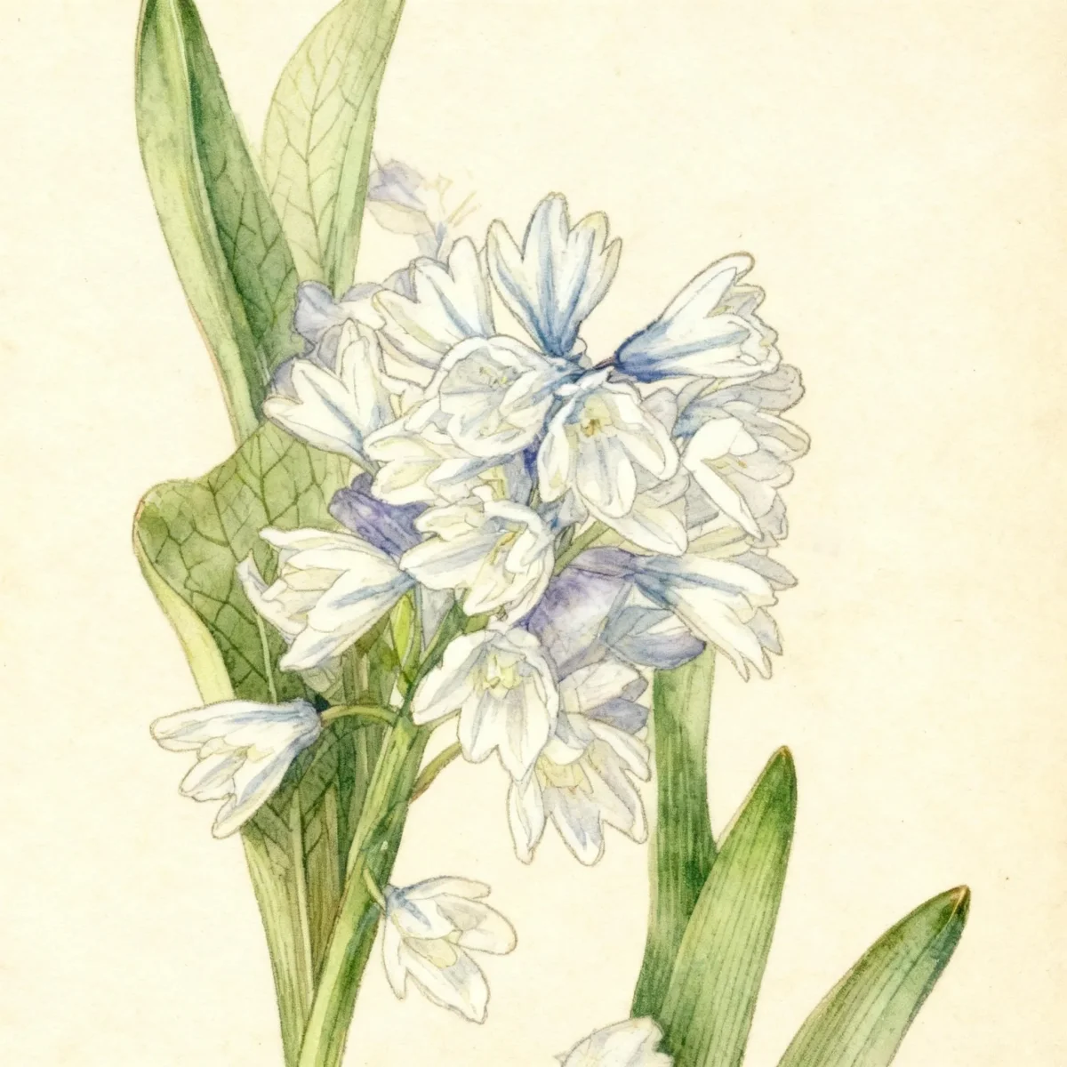 Puschkinia (Puschkinia scilloides var. libanotica)