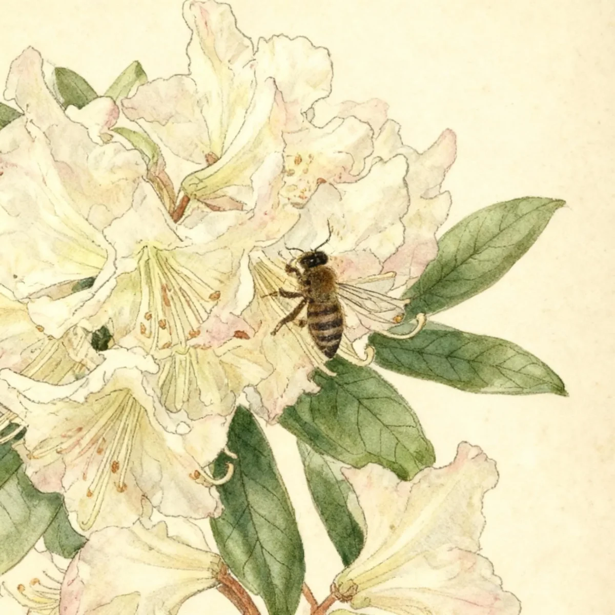 Rhododendron (Rhododendron 'Mary Fleming')