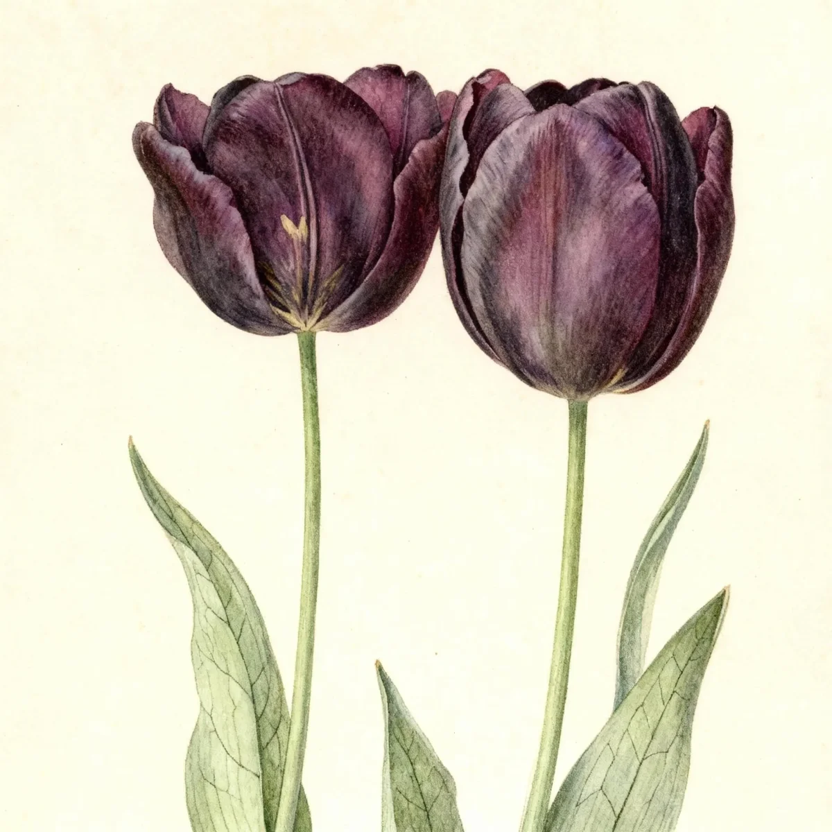 Single late tulip (Tulipa 'Queen of Night')