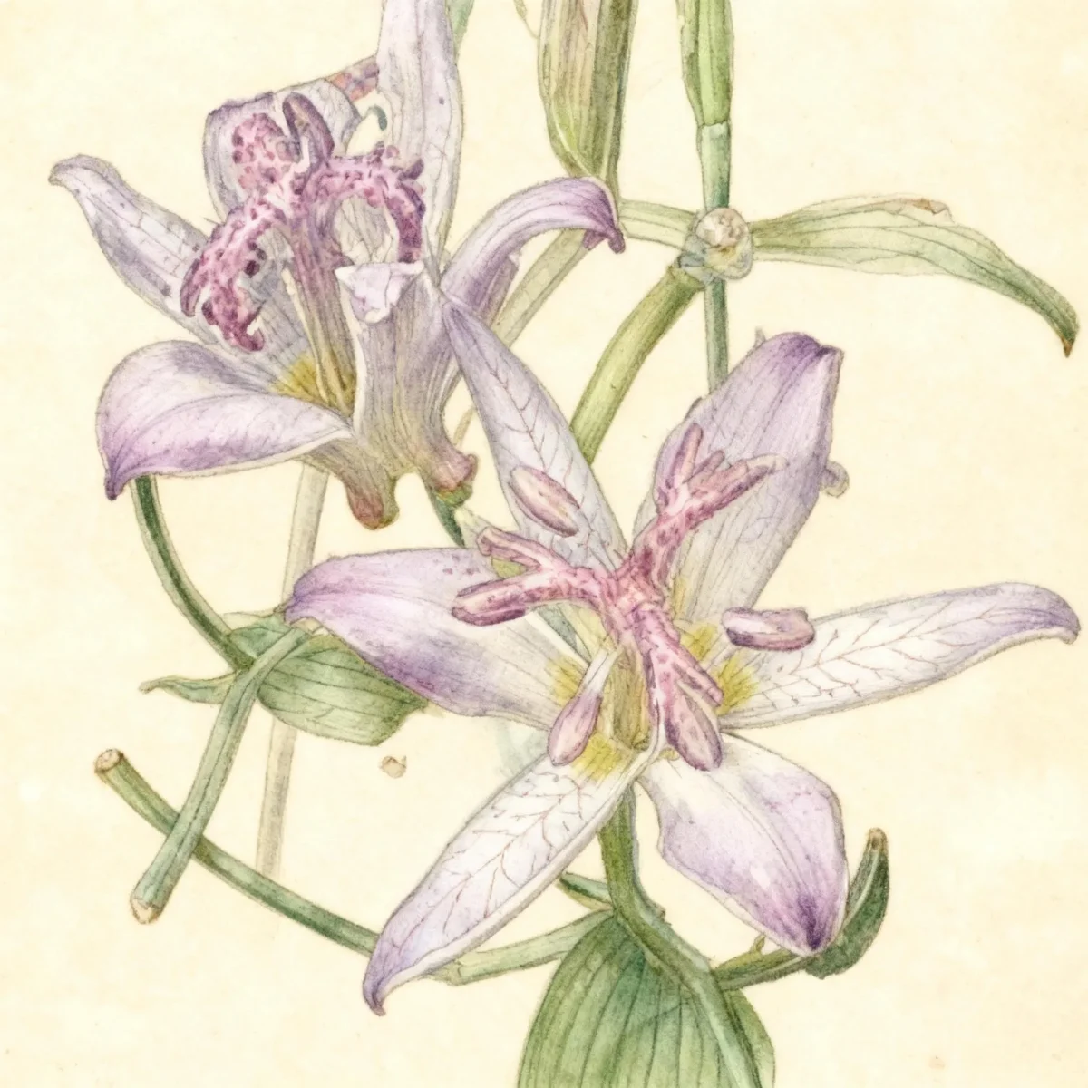 Toad lily (Tricyrtis 'Tojen')